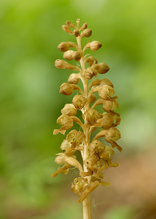 Bird's-nest Orchid Neottia nidus-avis