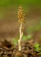 Bird's-nest Orchid Neottia nidus-avis