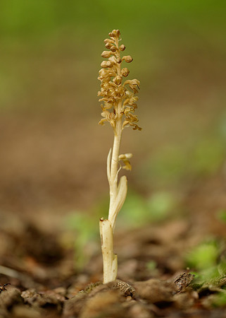Bird's-nest Orchid Neottia nidus-avis