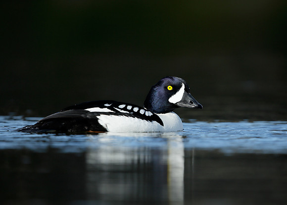 Barrow's Goldeneye Bucephala islandica