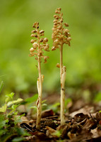 Bird's-nest Orchid Neottia nidus-avis