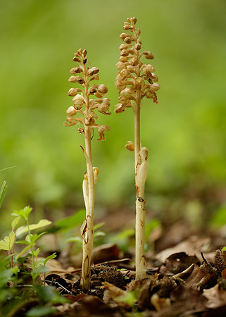 Bird's-nest Orchid Neottia nidus-avis