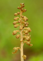 Bird's-nest Orchid Neottia nidus-avis