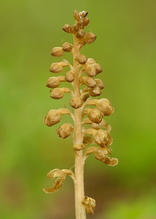 Bird's-nest Orchid Neottia nidus-avis