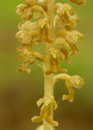 Bird's-nest Orchid Neottia nidus-avis