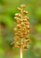 Bird's-nest Orchid Neottia nidus-avis