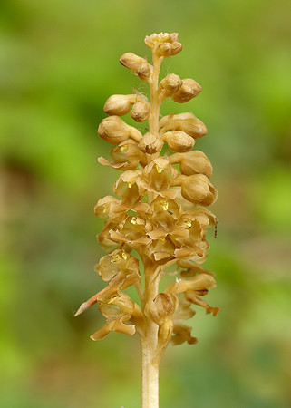 Bird's-nest Orchid Neottia nidus-avis