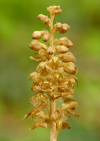 Bird's-nest Orchid Neottia nidus-avis