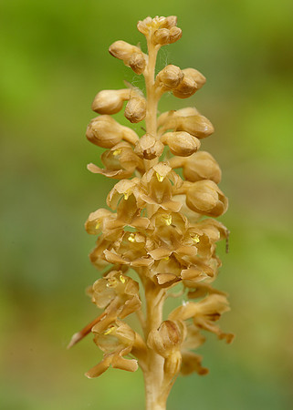 Bird's-nest Orchid Neottia nidus-avis