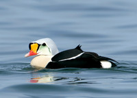 King Eider Somateria spectabilis