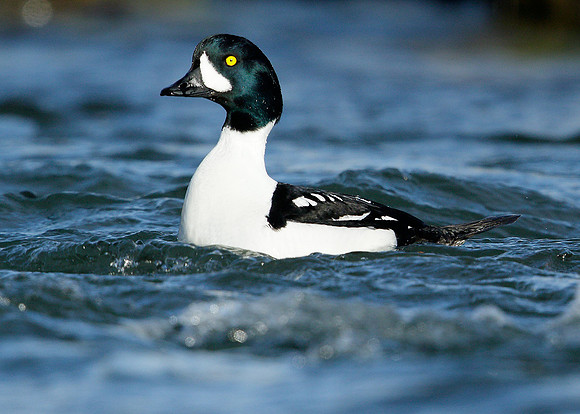 Barrow's Goldeneye Bucephala islandica