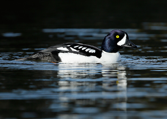 Barrow's Goldeneye Bucephala islandica