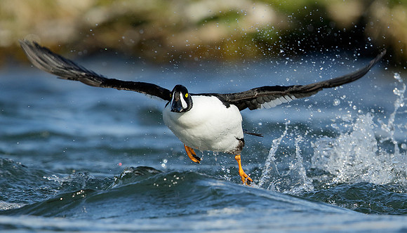 Barrow's Goldeneye Bucephala islandica