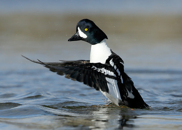 Barrow's Goldeneye Bucephala islandica