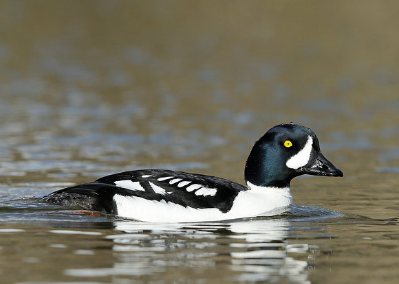 Barrow's Goldeneye Bucephala islandica