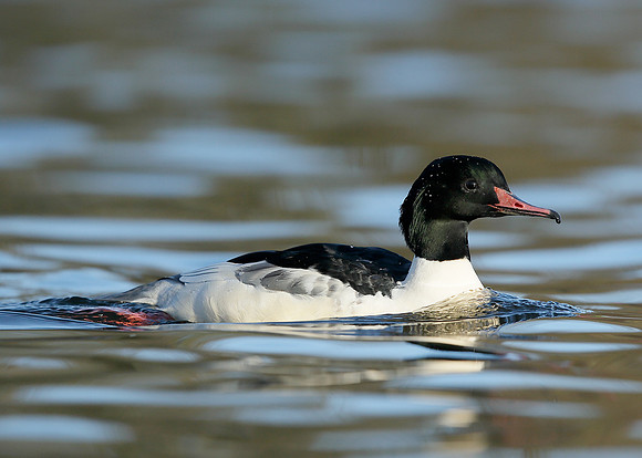 Goosander Mergus merganser