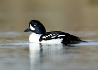 Barrow's Goldeneye Bucephala islandica