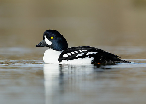 Barrow's Goldeneye Bucephala islandica