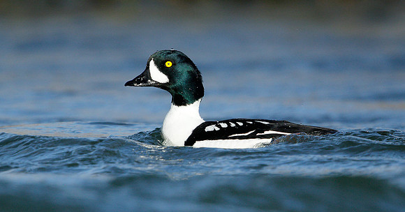 Barrow's Goldeneye Bucephala islandica