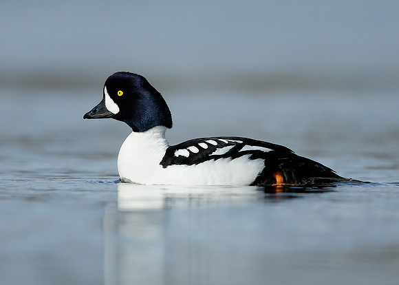 Barrow's Goldeneye Bucephala islandica