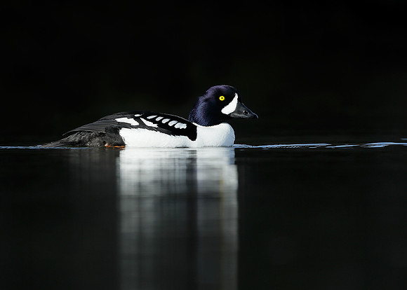 Barrow's Goldeneye Bucephala islandica