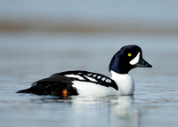 Barrow's Goldeneye Bucephala islandica
