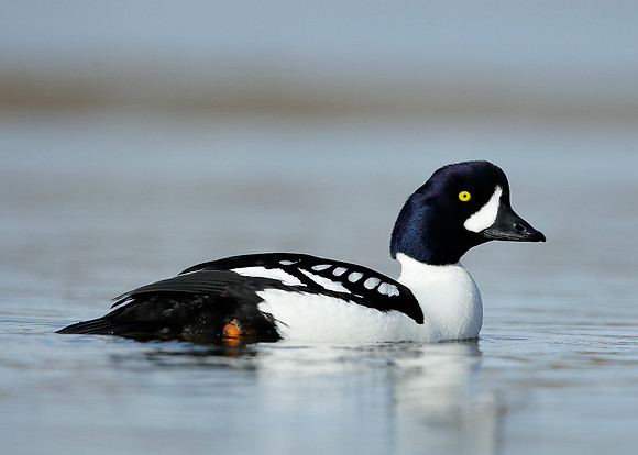 Barrow's Goldeneye Bucephala islandica
