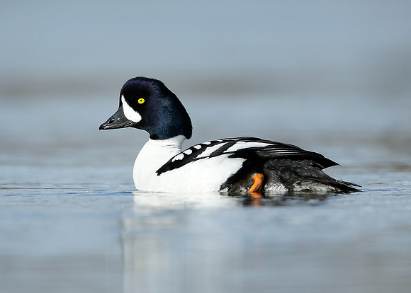 Barrow's Goldeneye Bucephala islandica