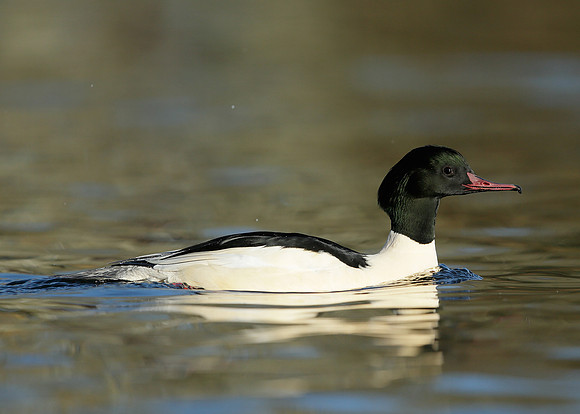 Goosander Mergus merganser