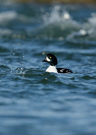 Barrow's Goldeneye Bucephala islandica