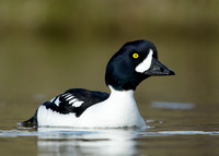 Barrow's Goldeneye Bucephala islandica