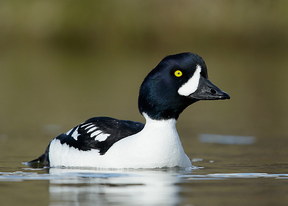 Barrow's Goldeneye Bucephala islandica