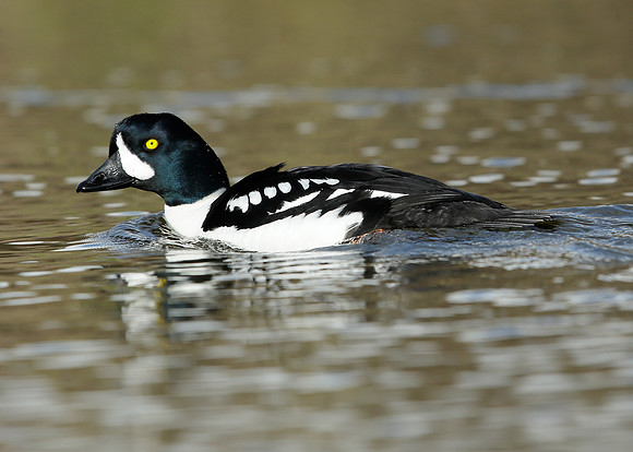Barrow's Goldeneye Bucephala islandica