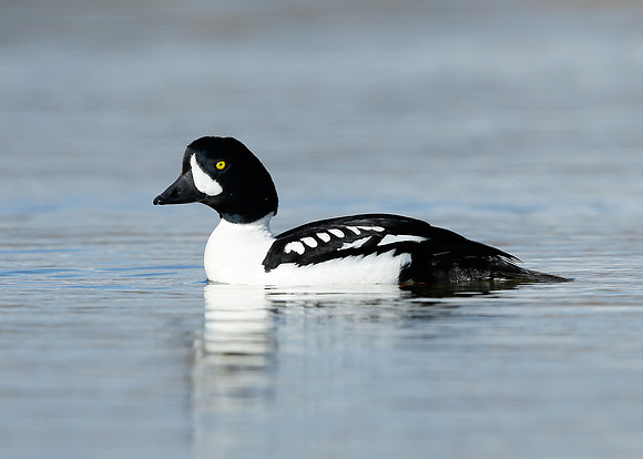 Barrow's Goldeneye Bucephala islandica
