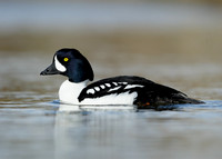Barrow's Goldeneye Bucephala islandica