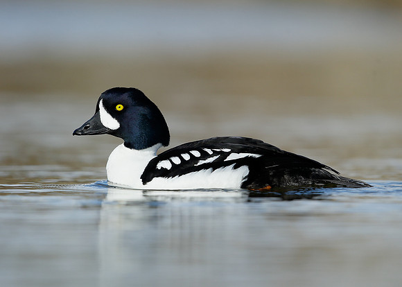 Barrow's Goldeneye Bucephala islandica