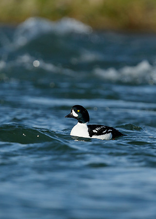 Barrow's Goldeneye Bucephala islandica