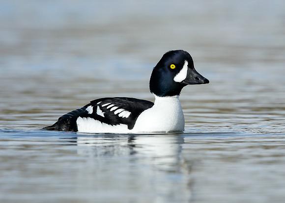 Barrow's Goldeneye Bucephala islandica