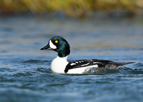 Barrow's Goldeneye Bucephala islandica