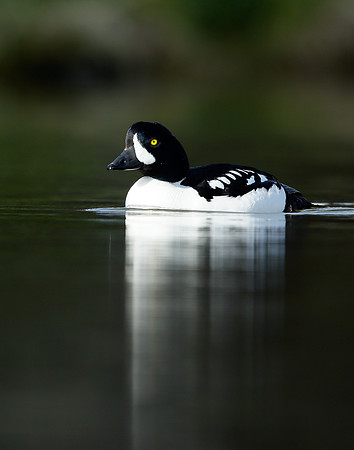 Barrow's Goldeneye Bucephala islandica