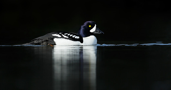 Barrow's Goldeneye Bucephala islandica