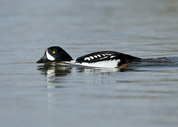 Barrow's Goldeneye Bucephala islandica