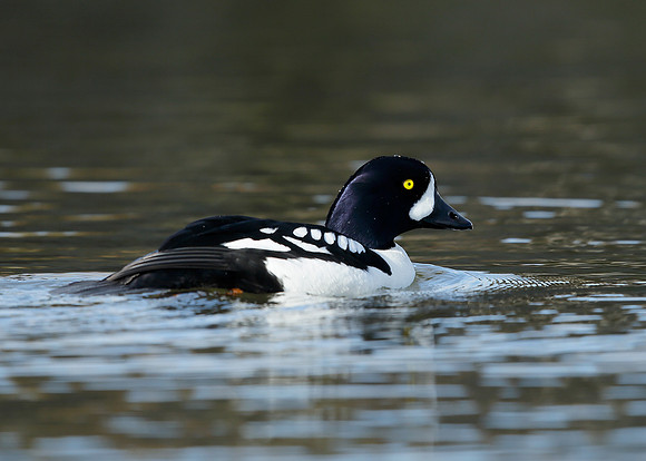 Barrow's Goldeneye Bucephala islandica