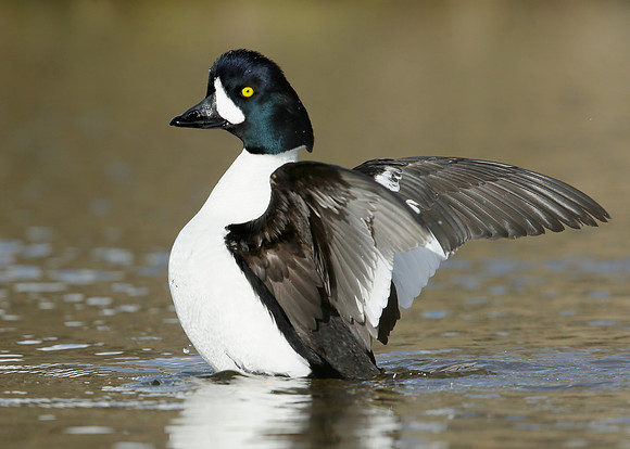 Barrow's Goldeneye Bucephala islandica