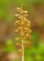 Bird's-nest Orchid Neottia nidus-avis