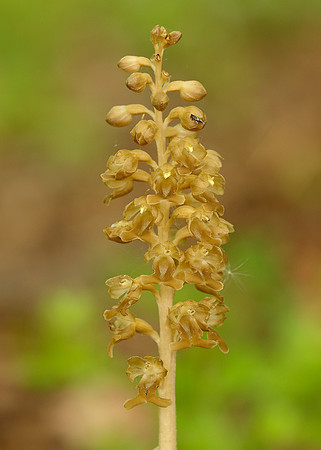 Bird's-nest Orchid Neottia nidus-avis
