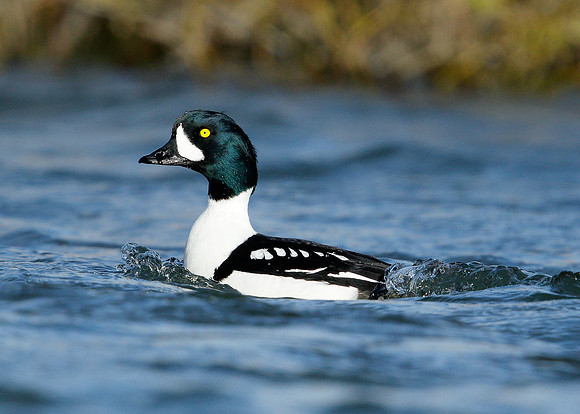 Barrow's Goldeneye Bucephala islandica
