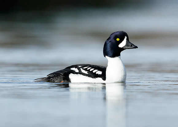 Barrow's Goldeneye Bucephala islandica