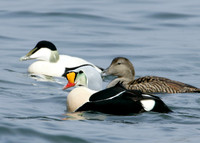 King Eider Somateria spectabilis