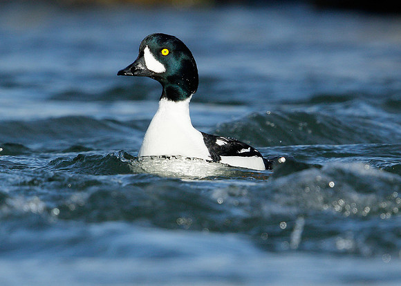 Barrow's Goldeneye Bucephala islandica